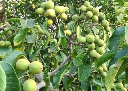 Chandler walnut tree Chandler walnut tree
